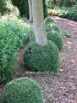 Buxus sempervirens