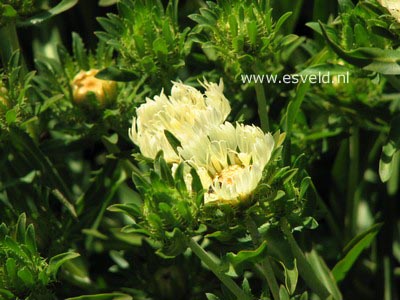 Stokesia laevis 'Mary Gregory'