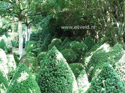 Buxus sempervirens