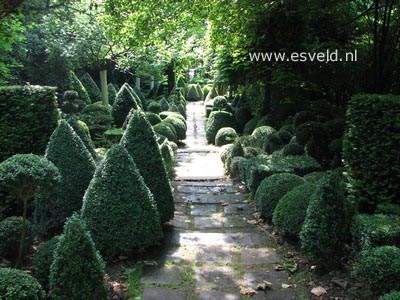 Buxus sempervirens