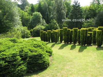 Picea abies 'Nidiformis'