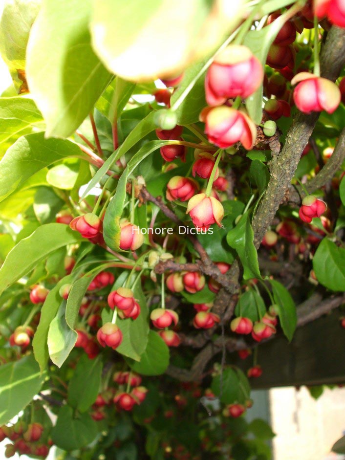 Schisandra rubriflora