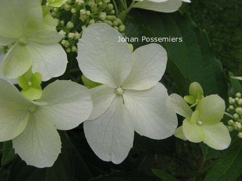 Hydrangea paniculata 'Cov' (LEVANA)