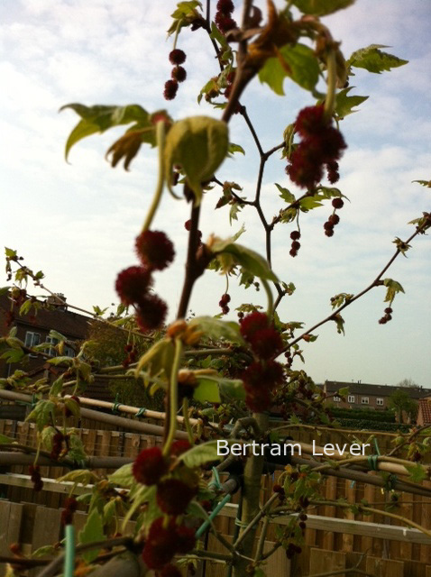 Platanus orientalis 'Minaret'