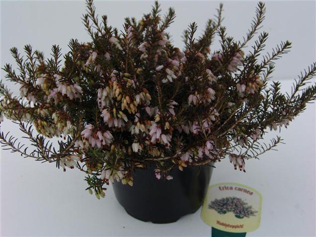 Erica carnea 'Rubinteppich'