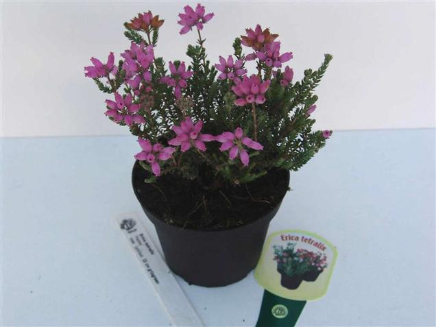 Erica tetralix 'Helma'