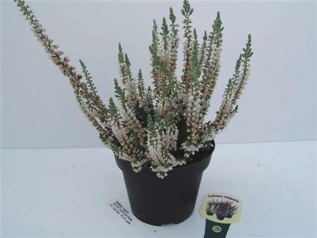 Calluna vulgaris 'Velvet Fascination'