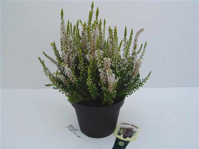 Calluna vulgaris 'Dart's Parrot'