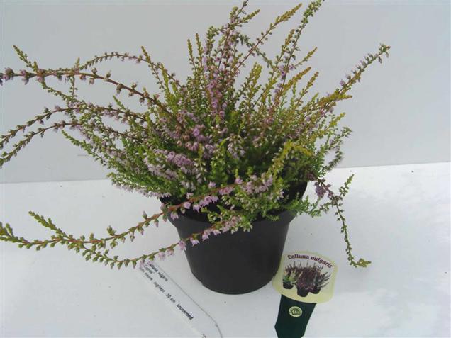 Calluna vulgaris 'Cuprea'