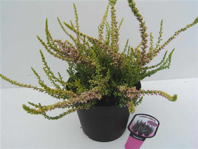 Calluna vulgaris 'Theresa' (GARDEN GIRLS)