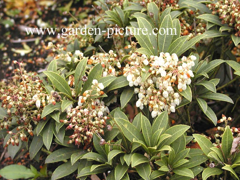 Pieris japonica 'Prelude'