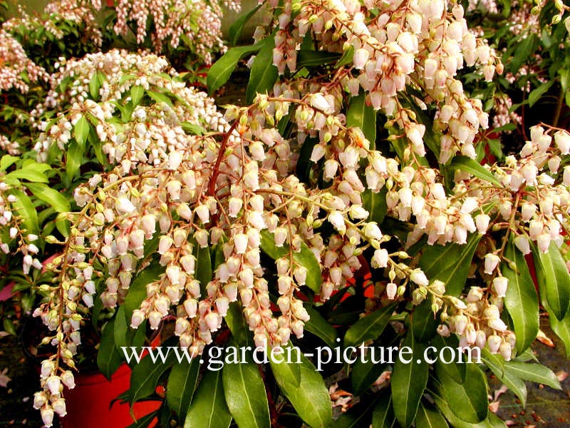 Pieris japonica 'Valley Rose'