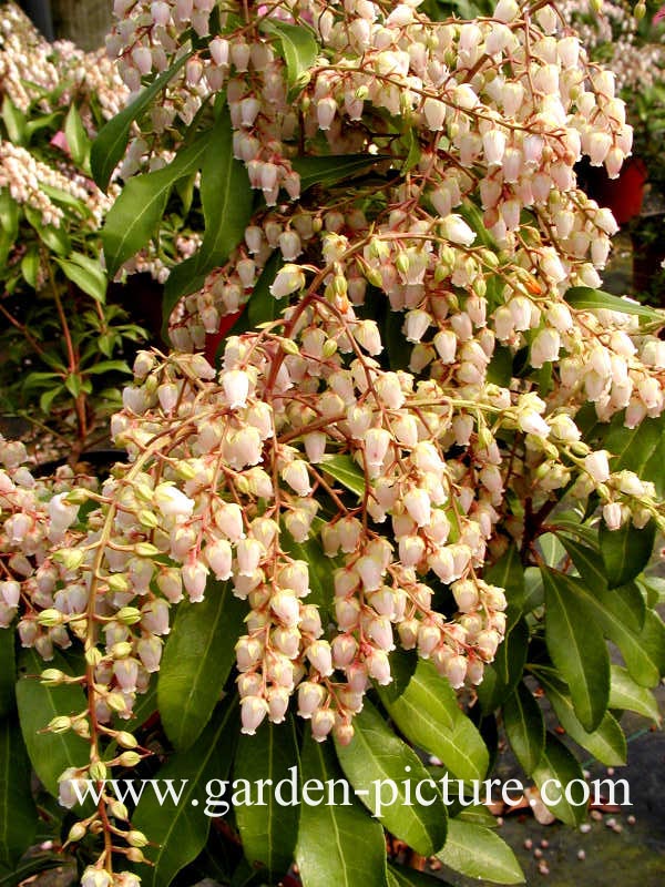 Pieris japonica 'Valley Rose'