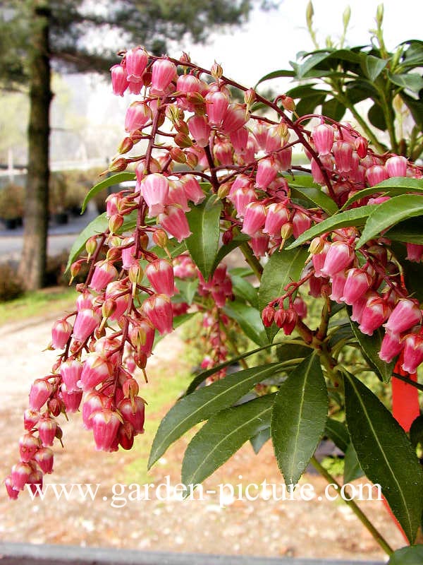 Pieris japonica 'Valley Valentine'