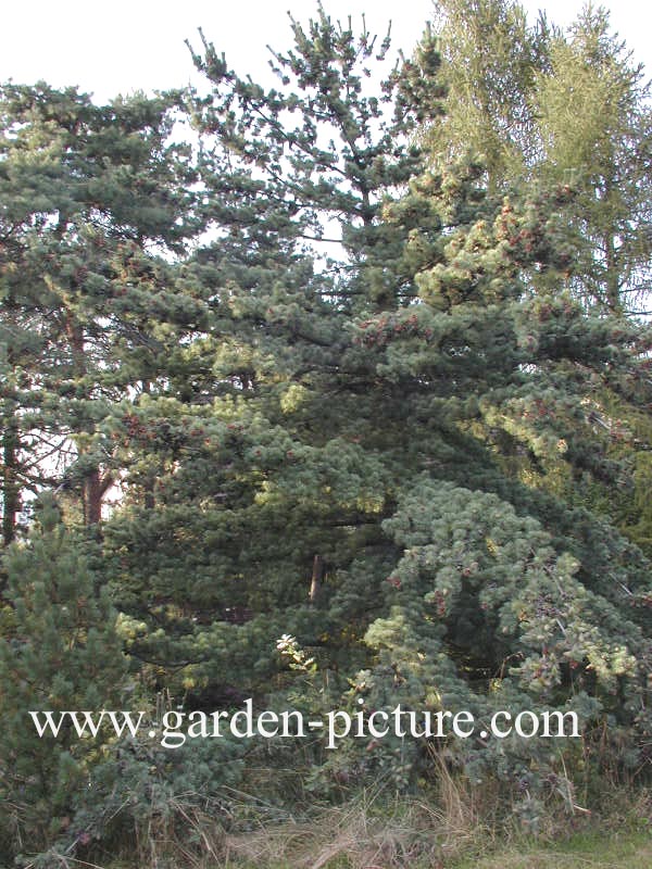 Pinus parviflora 'Glauca'