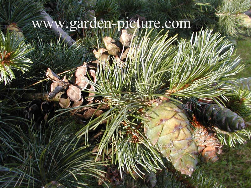 Pinus parviflora 'Glauca'