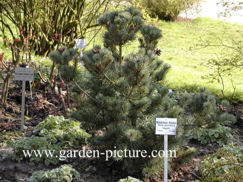 Pinus parviflora 'Negishi'