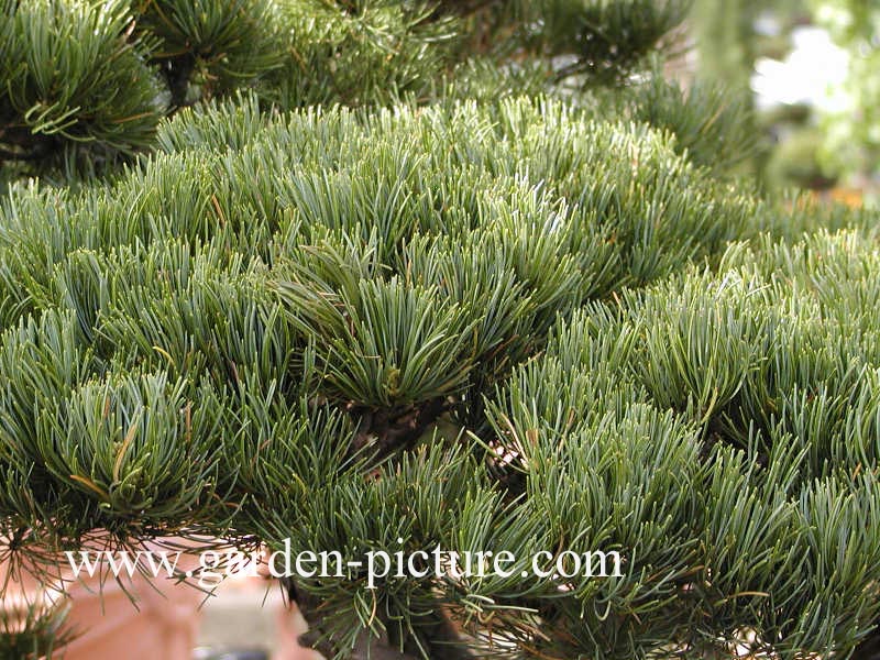 Pinus parviflora