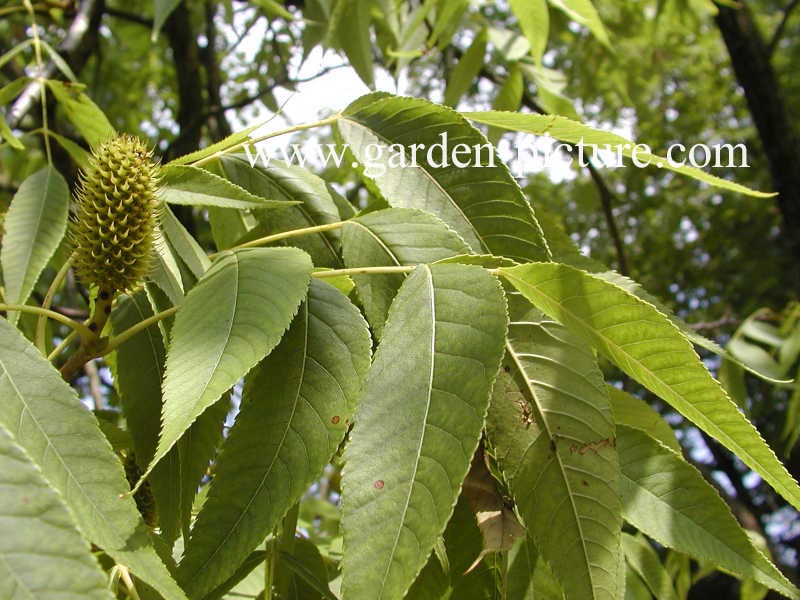 Platycarya strobilacea