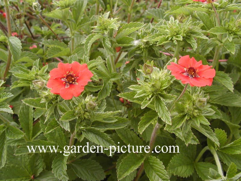 Potentilla 'Gibson's Scarlet'