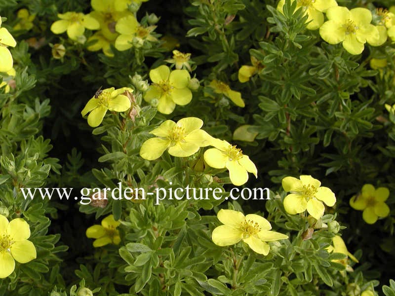 Potentilla fruticosa 'Goldfinger'