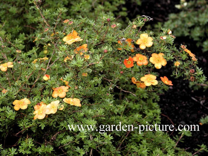 Potentilla fruticosa 'Hopley's Orange'