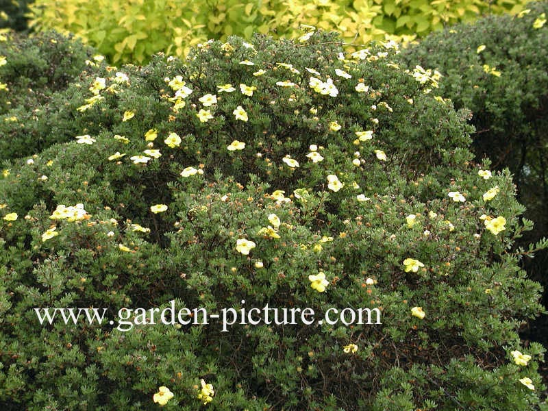 Potentilla fruticosa 'Kobold'