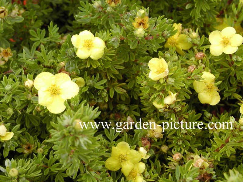 Potentilla fruticosa 'Kobold'