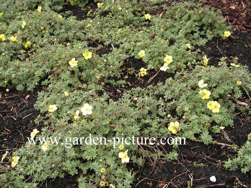 Potentilla fruticosa 'Medicine Wheel Mountain'