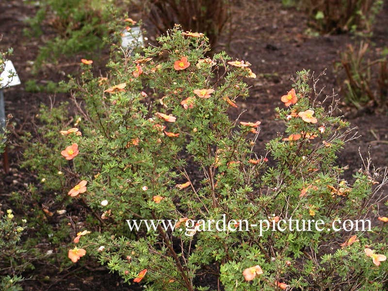 Potentilla fruticosa 'Orangeade'