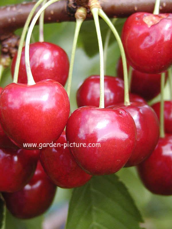 Prunus avium 'Regina'