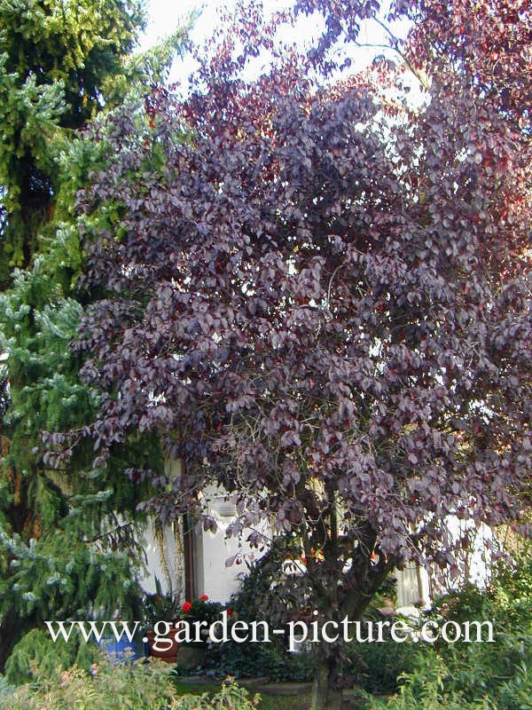 Prunus cerasifera 'Nigra'