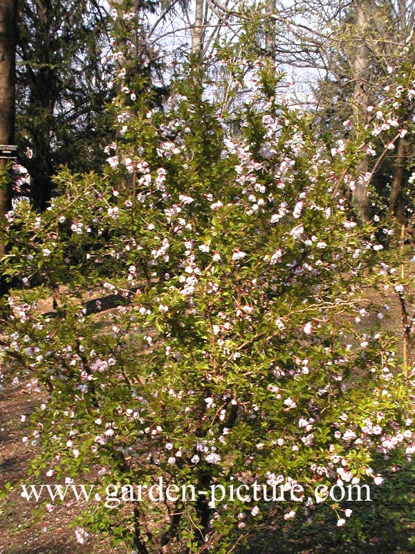 Prunus incisa 'Kojoh no mai'