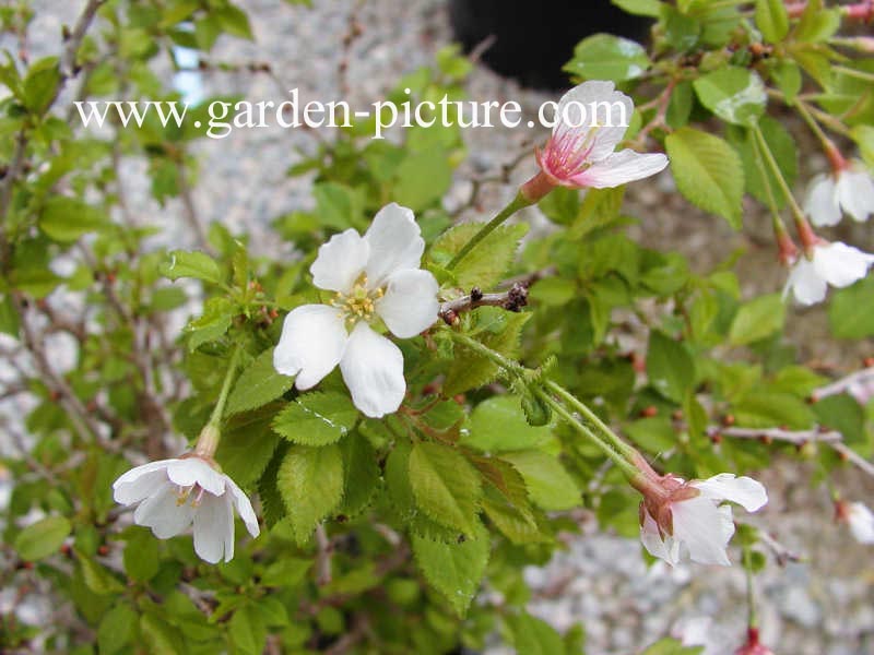 Prunus incisa 'Kojoh no mai'