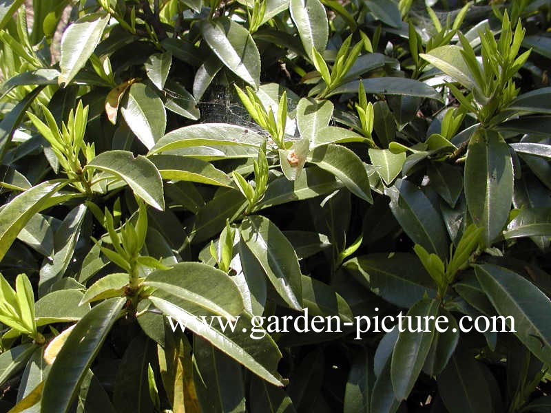 Prunus laurocerasus 'Mount Vernon'