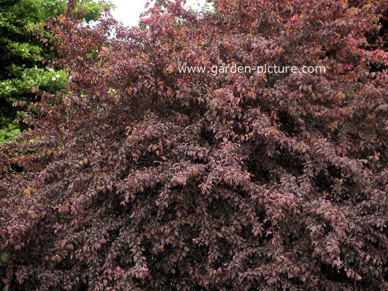 Prunus spinosa 'Rosea'