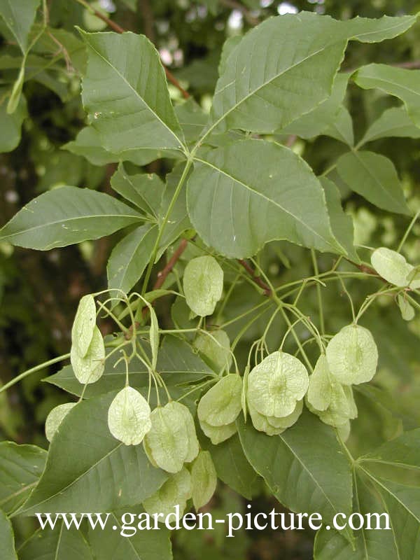 Ptelea trifoliata