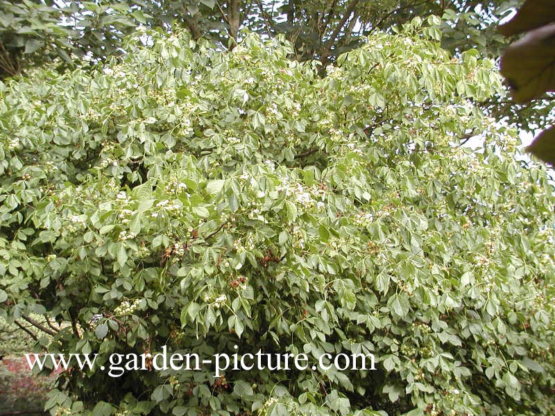 Ptelea trifoliata