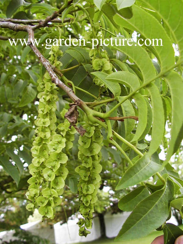 Pterocarya fraxinifolia