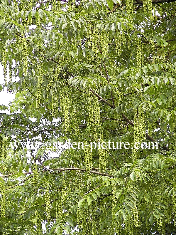 Pterocarya fraxinifolia