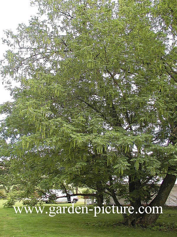 Pterocarya fraxinifolia