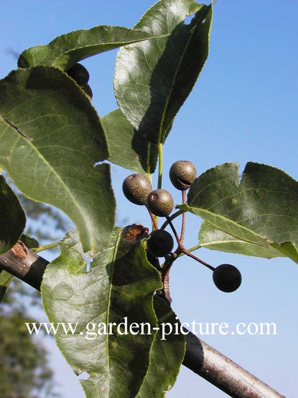 Pyrus calleryana 'Redspire'