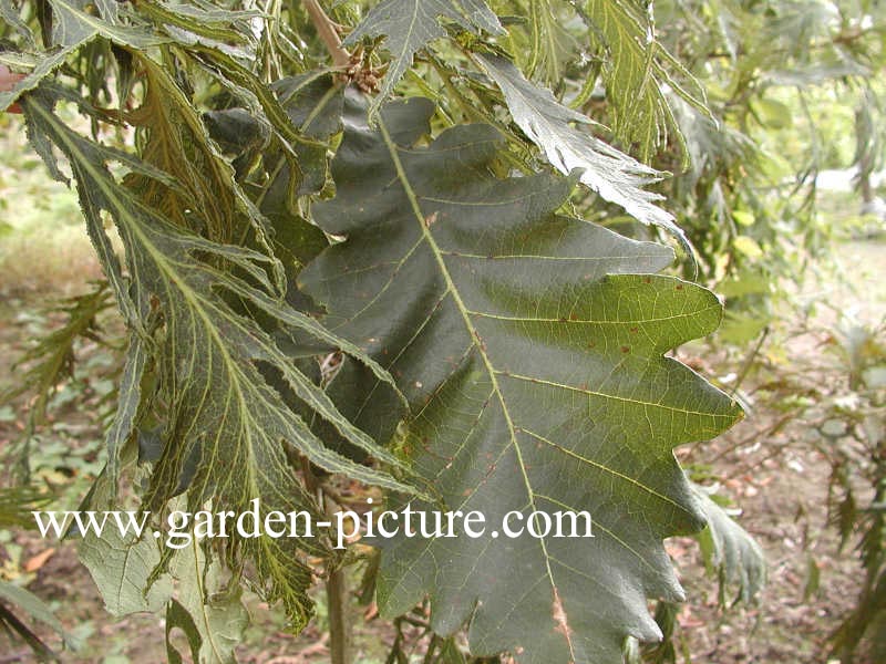 Quercus dentata 'Pinnatifida'