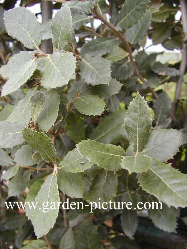 Quercus ilex