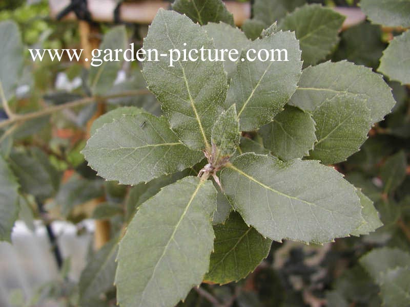 Quercus ilex