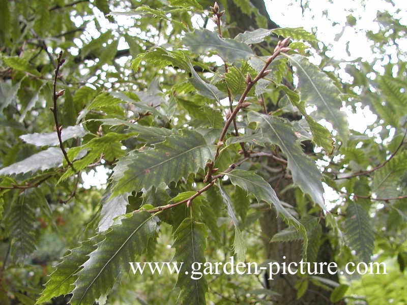 Quercus libanerris