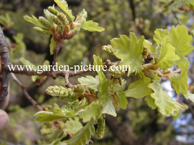 Quercus pubescens