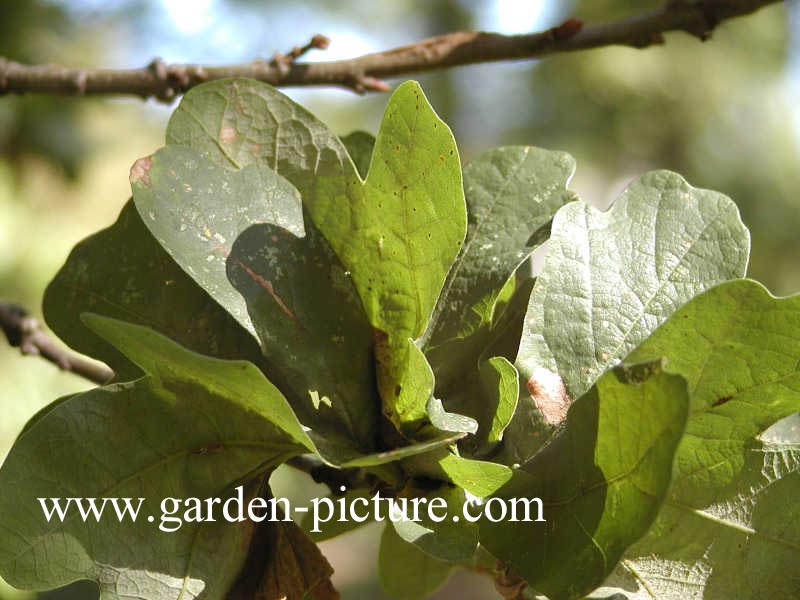 Quercus robur 'Cristata'