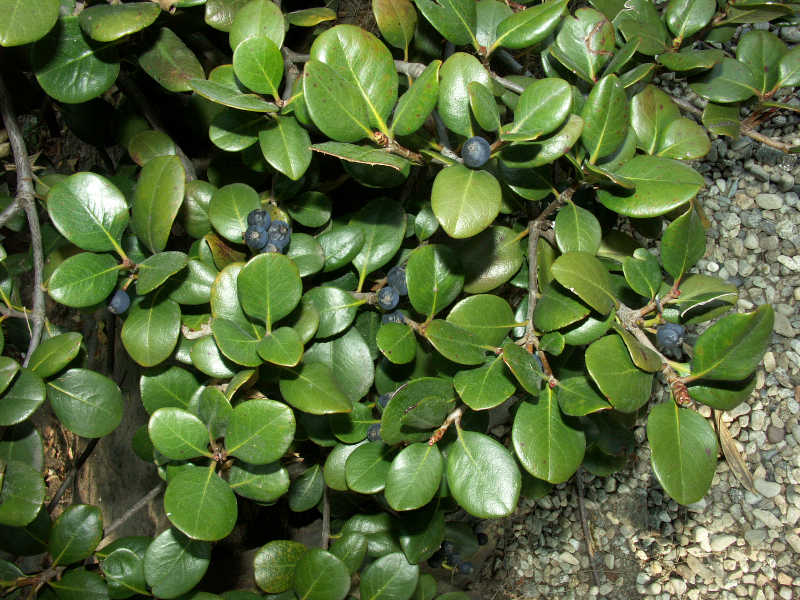 Rhaphiolepis umbellata var. ovata