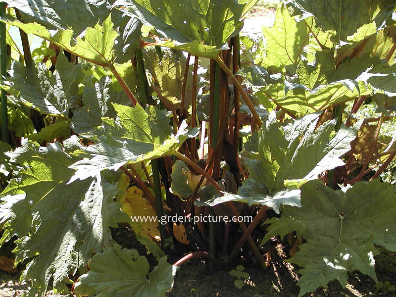 Rheum palmatum